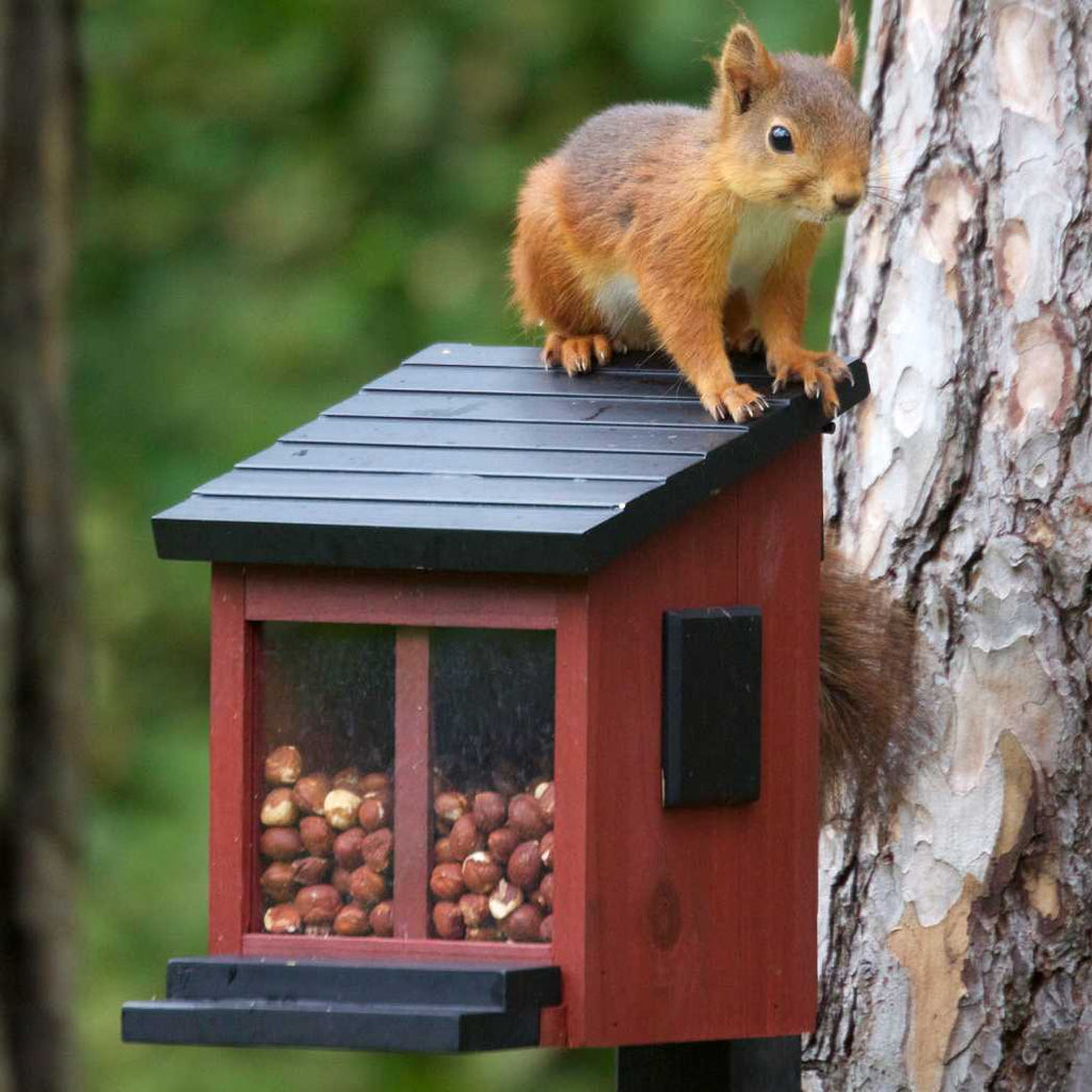 Foderhus til egern i rød fra Wildlife Garden set med egern