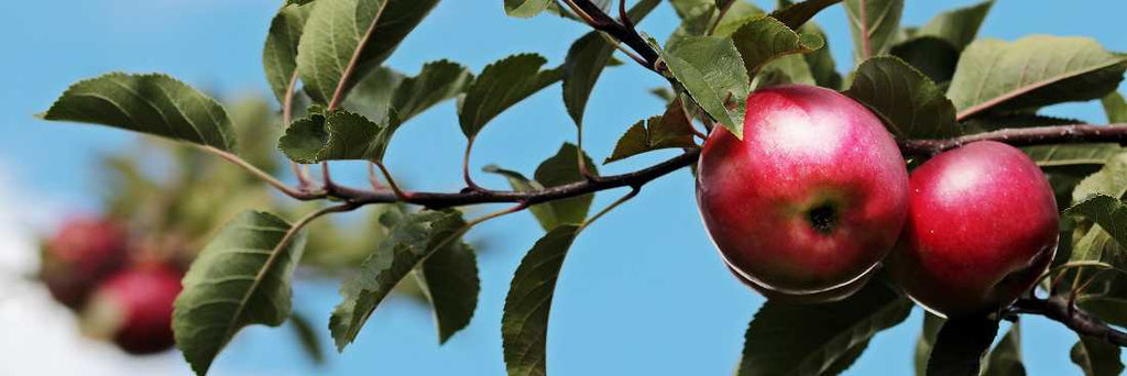 Sådan beskærer du dit æbletræ